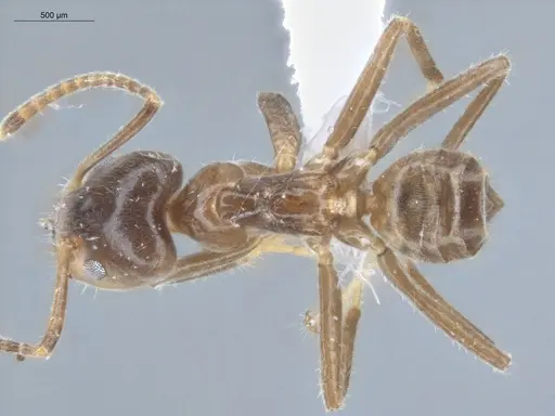 Azteca tonduzi - ECOFOG-KR17-0019-07