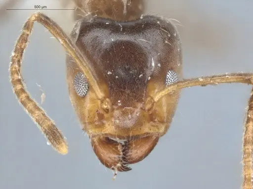 Azteca tonduzi - ECOFOG-KR17-0019-07