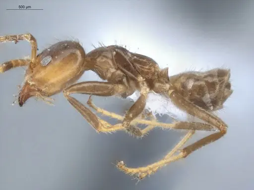 Azteca tonduzi - ECOFOG-KR17-0019-07