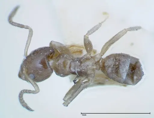 Azteca tonduzi - FOCOL0186-1