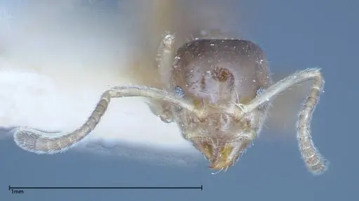 Azteca tonduzi - FOCOL0186-1