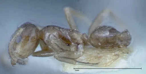 Azteca tonduzi - FOCOL0186-1