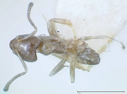 Azteca tonduzi - FOCOL0186-2