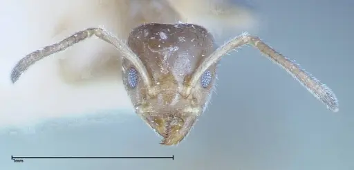 Azteca tonduzi - FOCOL0186-2