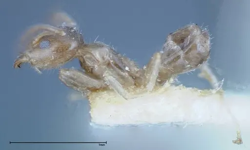 Azteca tonduzi - FOCOL0186-2