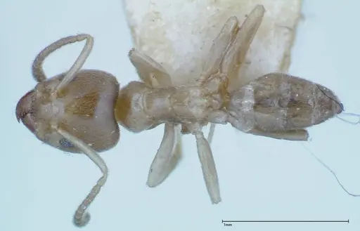 Azteca tonduzi - FOCOL0186-3