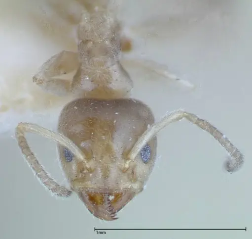 Azteca tonduzi - FOCOL0186-3