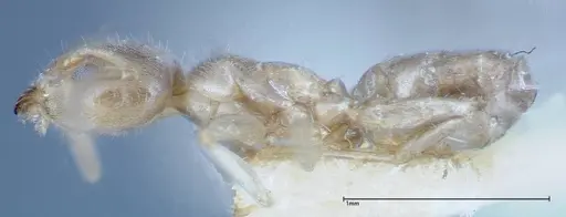 Azteca tonduzi - FOCOL0186-3