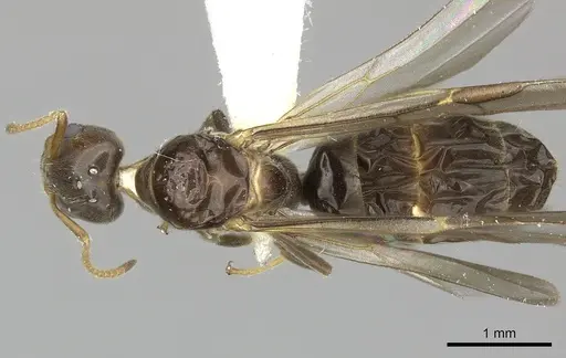 Azteca tonduzi - INB0003662434