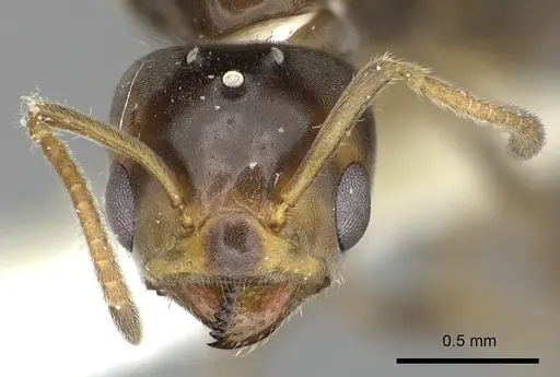 Azteca tonduzi - INB0003662434