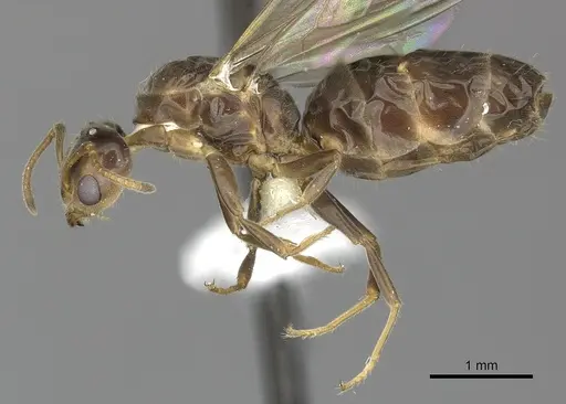 Azteca tonduzi - INB0003662434