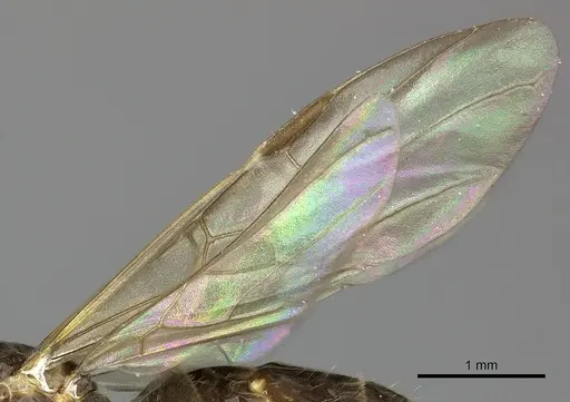 Azteca tonduzi - INB0003662434