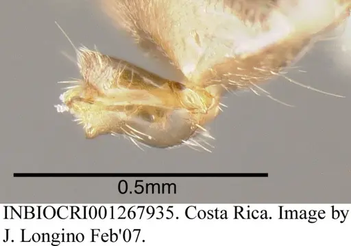 Azteca tonduzi - INBIOCRI001267935