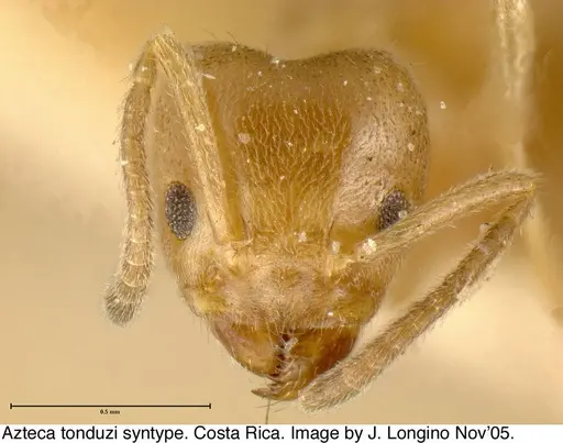 Azteca tonduzi - JTL073577