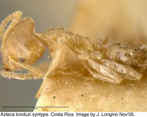 Azteca tonduzi - JTL073577