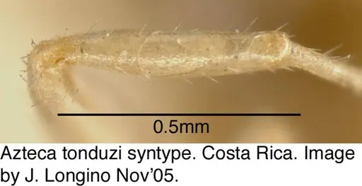 Azteca tonduzi - JTL073577