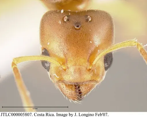 Azteca tonduzi - JTLC000005807