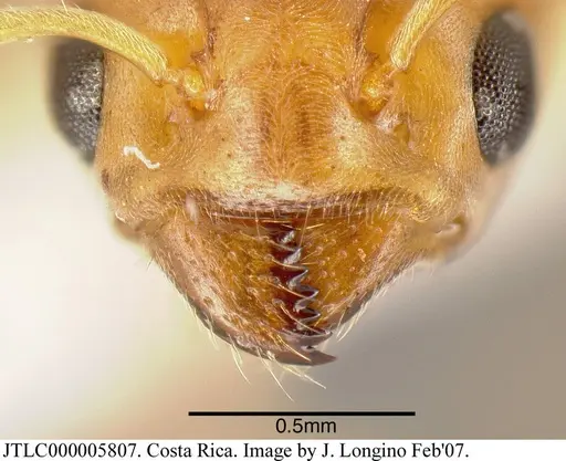 Azteca tonduzi - JTLC000005807