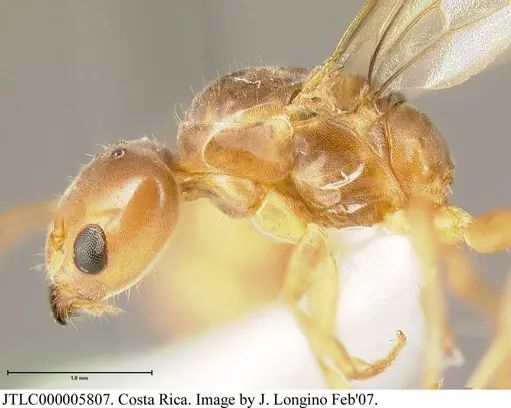 Azteca tonduzi - JTLC000005807