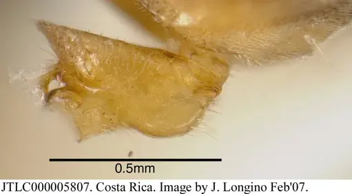 Azteca tonduzi - JTLC000005807