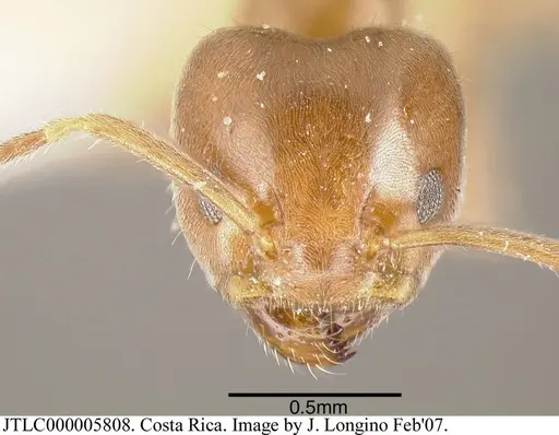 Azteca tonduzi - JTLC000005808