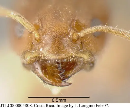 Azteca tonduzi - JTLC000005808