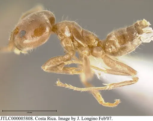 Azteca tonduzi - JTLC000005808