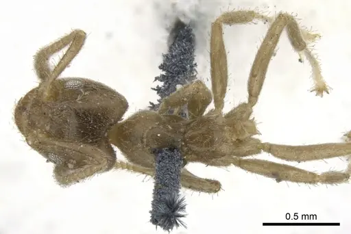 Azteca trailii specimen