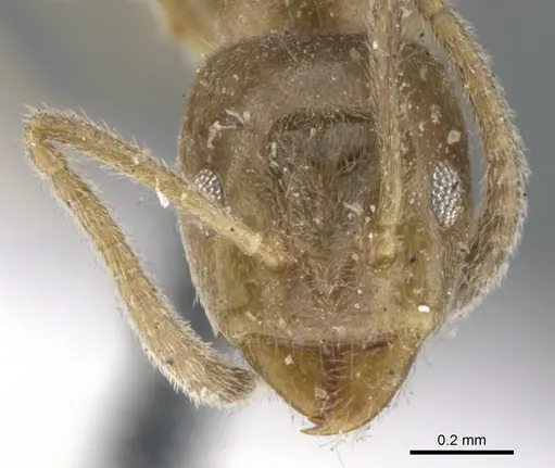 Azteca trailii specimen