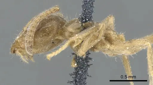 Azteca trailii specimen