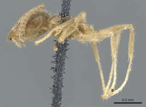 Azteca trailii - CASENT0903023