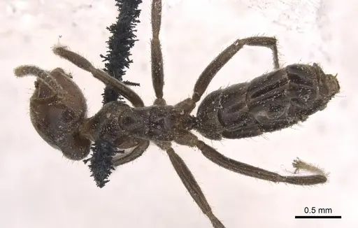 Azteca trailii - CASENT0905082