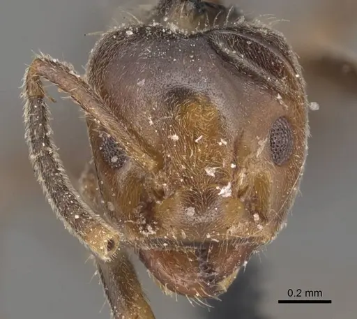 Azteca trailii - CASENT0905082