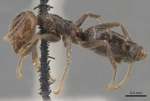 Azteca trailii - CASENT0905082