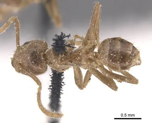 Azteca trailii - CASENT0905083