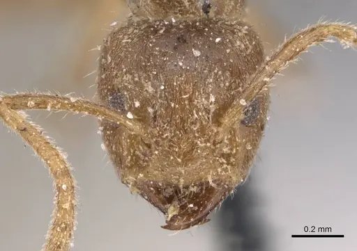 Azteca trailii - CASENT0905083