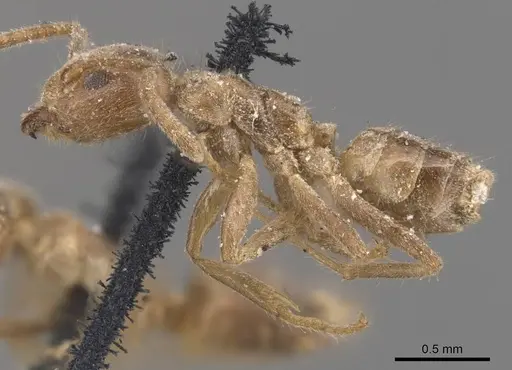 Azteca trailii - CASENT0905083