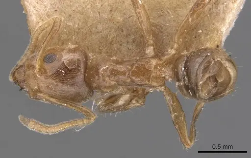 Azteca trailii - CASENT0905084