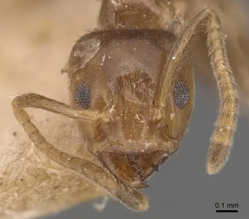 Azteca trailii - CASENT0905084