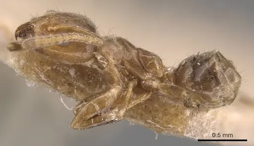 Azteca trailii - CASENT0905084