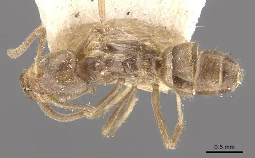 Azteca trailii - CASENT0909681