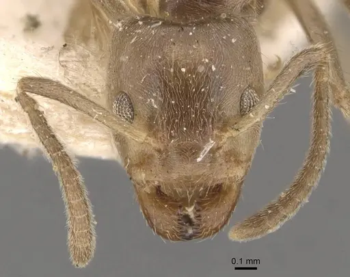 Azteca trailii - CASENT0909681