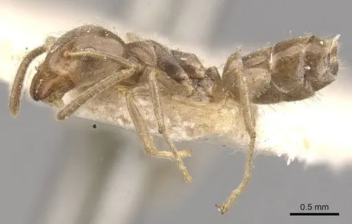 Azteca trailii - CASENT0909681