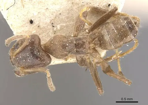 Azteca trailii - CASENT0909682