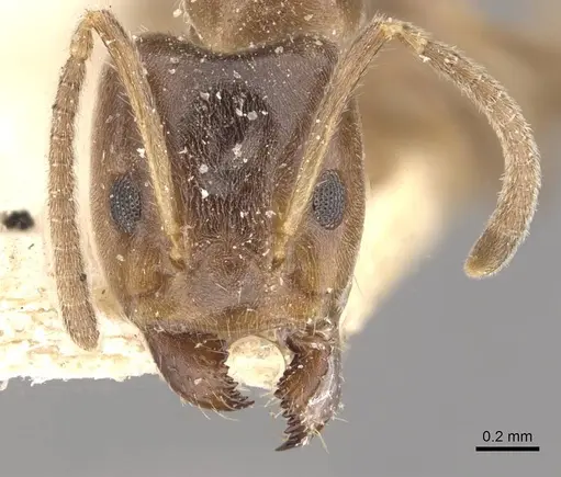 Azteca trailii - CASENT0909682