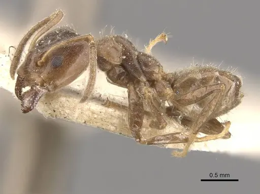 Azteca trailii - CASENT0909682