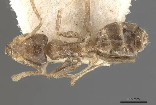 Azteca trailii - CASENT0909683