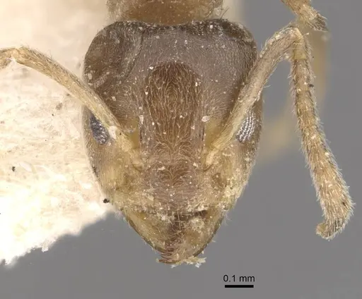 Azteca trailii - CASENT0909683