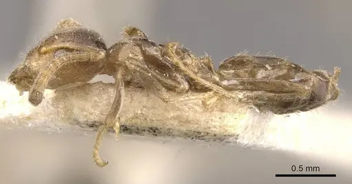 Azteca trailii - CASENT0909683