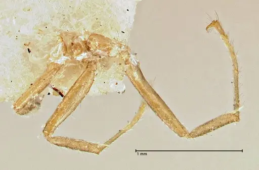 Azteca trailii - FOCOL2972